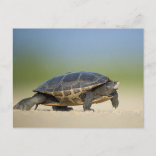 Turtle / Amphibian / Reptile Closeup Postcard