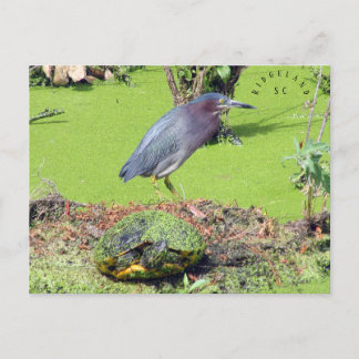 Turtle and Heron South Carolina Postcard