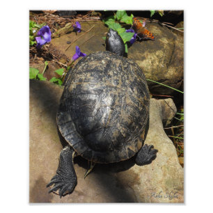 Turtle and Question Mark Butterfly Photo Print