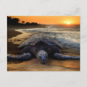 Turtle at Sunset Postcard