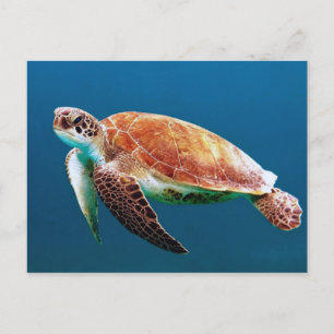 Turtle Blue Water Sea Photo Postcard