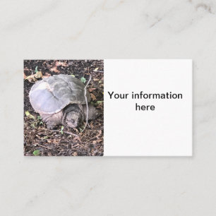 Turtle Business Card