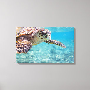 Turtle Canvas Print