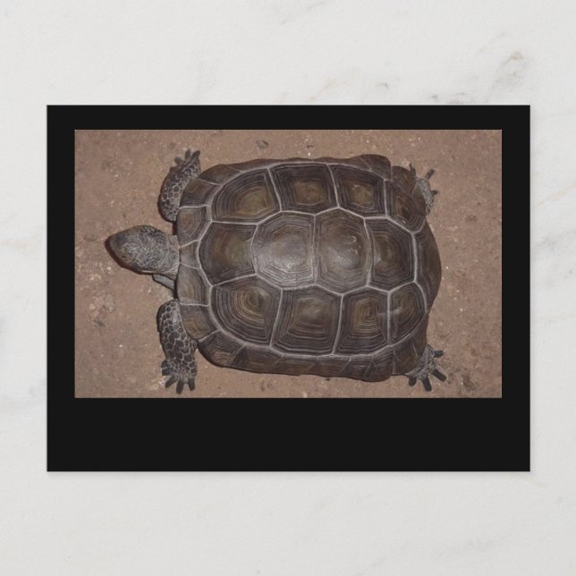 turtle card (Front)