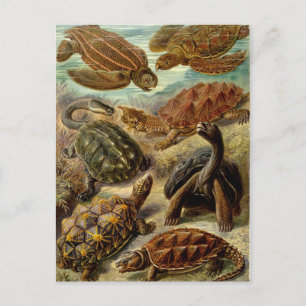 Turtle (Chelonia) by Haeckel Postcard