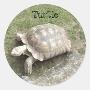 Turtle Classic Round Sticker