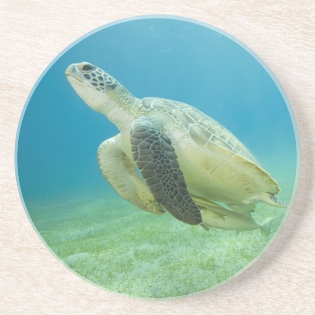 Turtle Coaster (Front)