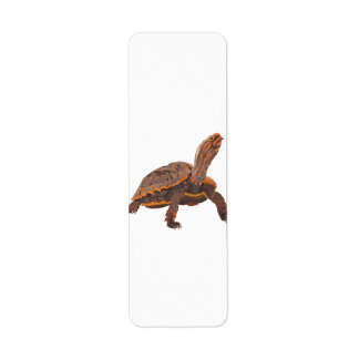 Turtle Copy Copy Copy Copy Copy Copy Copy