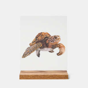 Turtle Copy Copy Copy Copy Copy Copy Copy Copy Cop Acrylic Sign