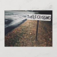 turtle crossing