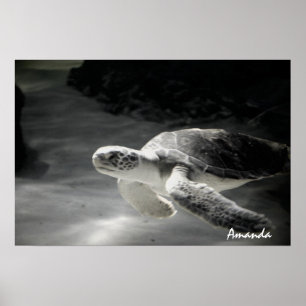 Turtle Diver Poster