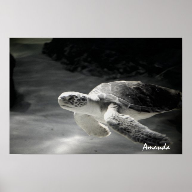 Turtle Diver Poster (Front)