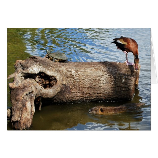 Turtle, Duck and Nutria (Front Horizontal)