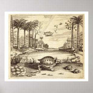 Turtle Eggs Hatching, from 'China Illustrated' by Poster