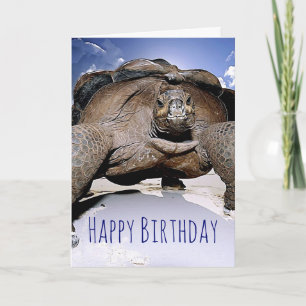Turtle Happy Birthday Greeting Card