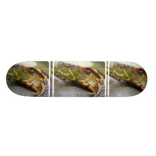 Turtle Identification Skateboard