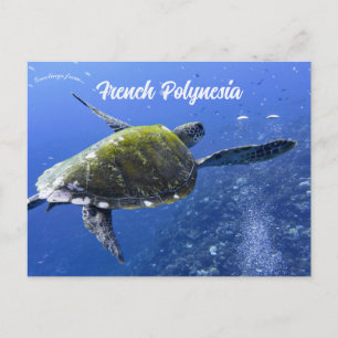 Turtle in Mo'orea French Polynesia Postcard