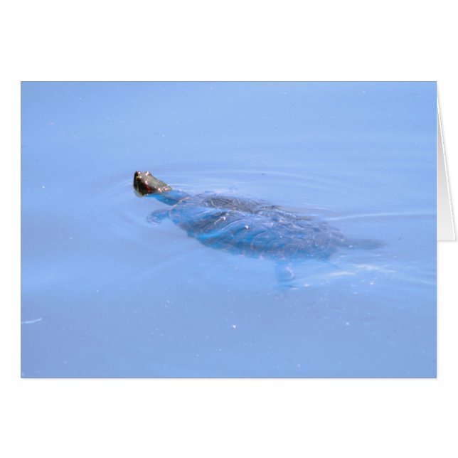 Turtle In Pond (Front Horizontal)