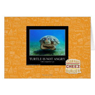 Turtle Is Not Angry