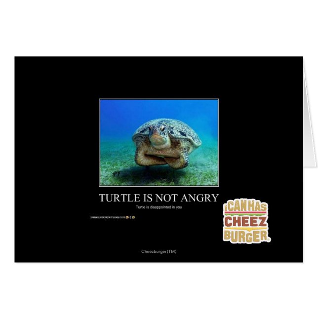 Turtle Is Not Angry (Front Horizontal)