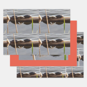 Turtle Lover Wrapping Paper Flat Shts Set of 3