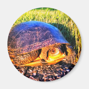 TURTLE MAGNET