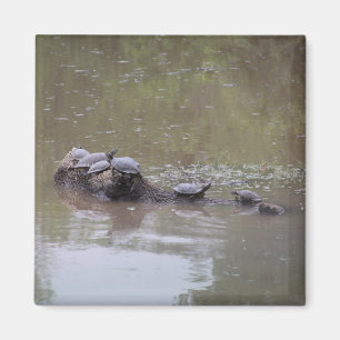 Turtle Magnet