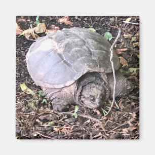 Turtle Magnet