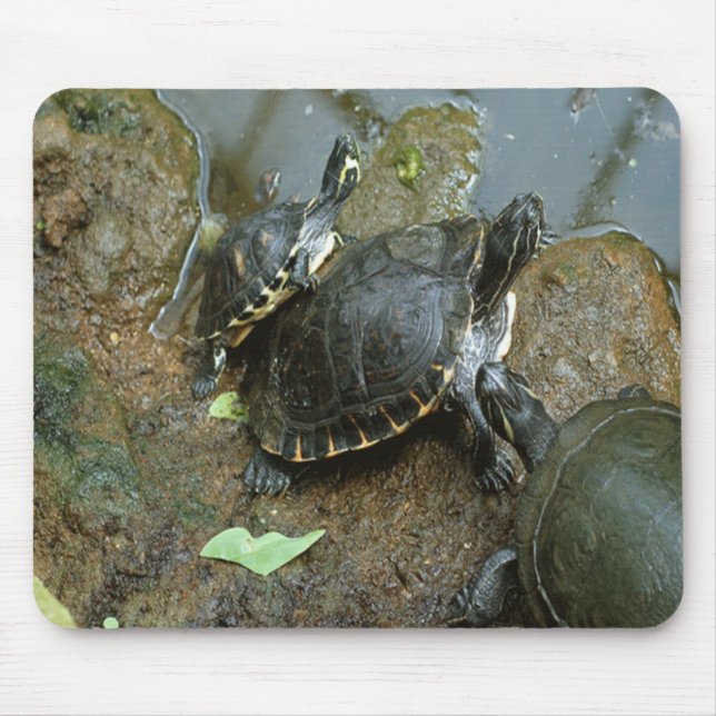 Turtle mouse pad (Front)