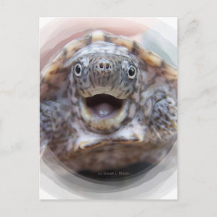 Turtle mouth open round frame Mad Musk turtle Postcard