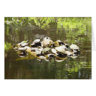 turtle networking