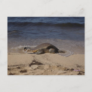Turtle of Oahu Postcard