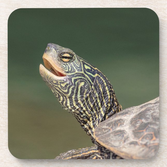 Turtle on LaChute River Coaster (Front)