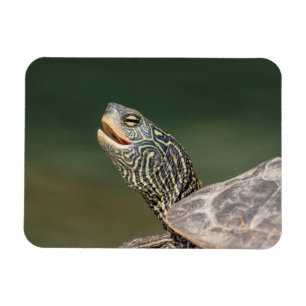 Turtle on LaChute River Magnet