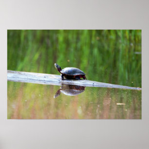 Turtle on Log Poster