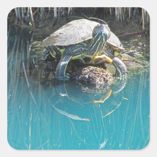 Turtle on Rock Water Reflection Nature Photography Square Sticker (Front)