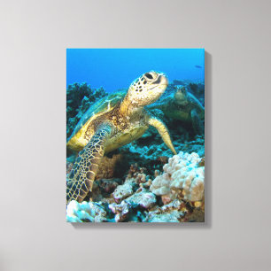 Turtle Pair Canvas Print