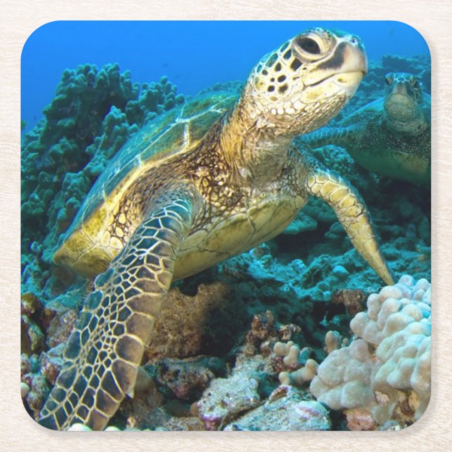Turtle Pair Square Paper Coaster (Front)