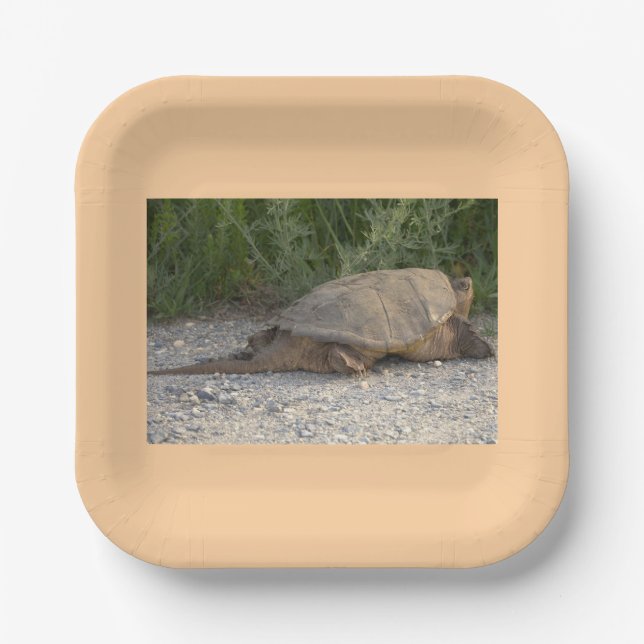 Turtle Paper Plates (Front)