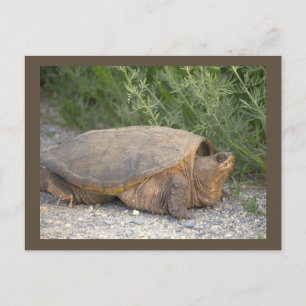 Turtle Photo Postcard