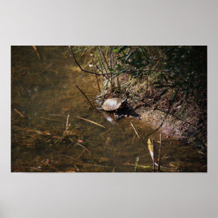 Turtle Photo Poster