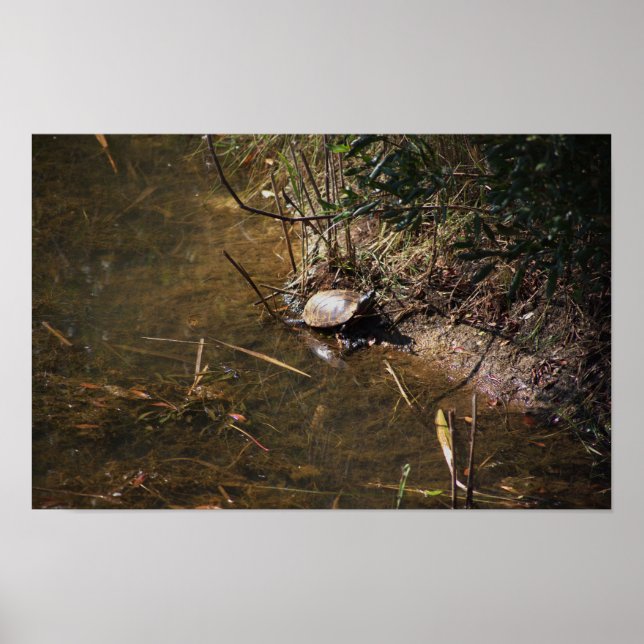 Turtle Photo Poster (Front)