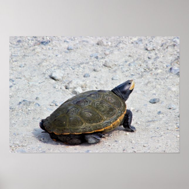 Turtle Photo Poster (Front)