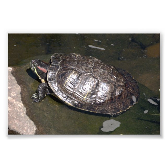 "Turtle" Photo Print (Front)