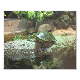 Turtle Photo Print