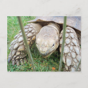 Turtle Portrait Postcard