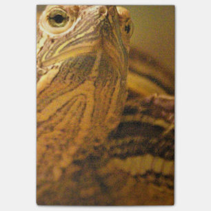 Turtle Post-it Notes
