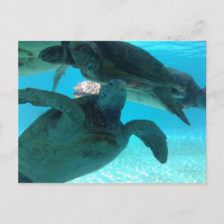 turtle postcard