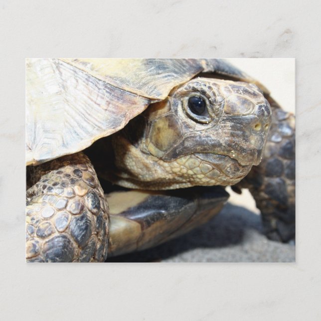 Turtle Postcard (Front)
