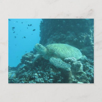Turtle Postcard